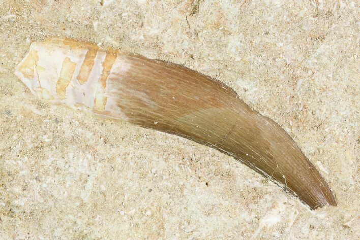 Fossil Plesiosaur (Zarafasaura) Tooth - Morocco #121694